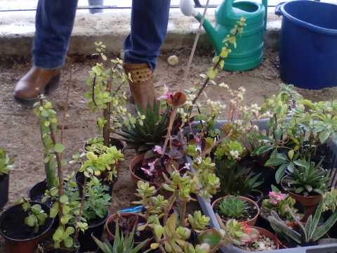 O trabalho do transplante foi concluído. As plantas vão fazer parte da eco- exposição numa banca no Dia Eco-Escolas (dia 5 de junho) do Agrupamento de Escolas Alexandre Herculano.